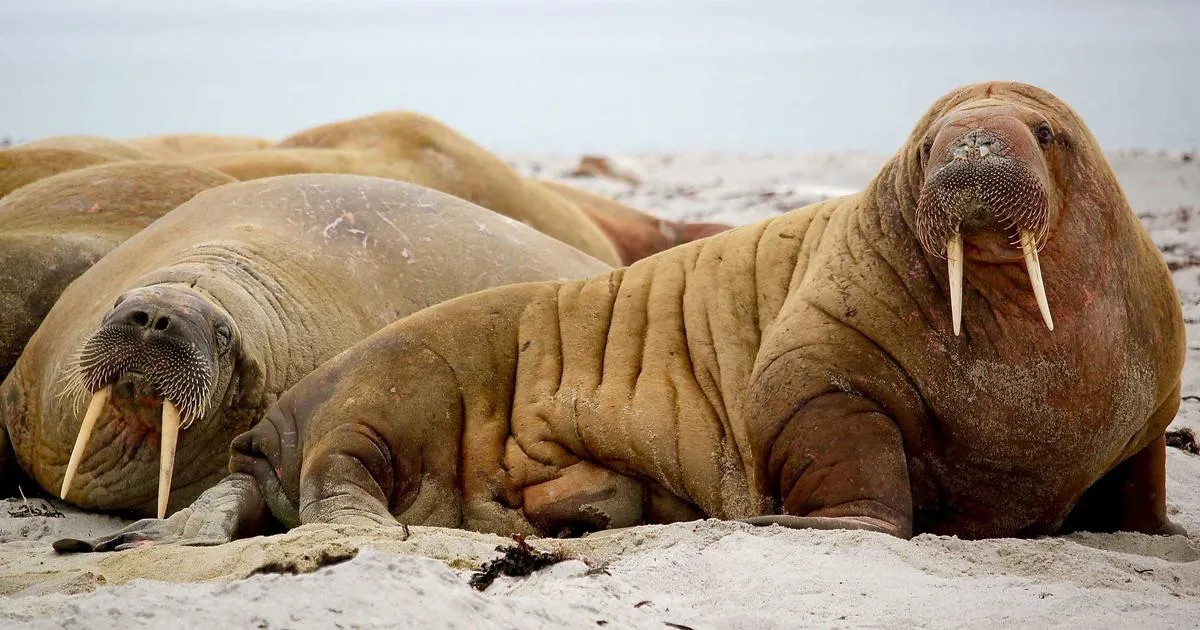 Bitcoin Developers Propose Quantum-Resistant Upgrade — What It Means for Your BTC